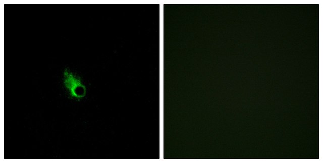 Anti-OR52E1 antibody produced in rabbit affinity isolated antibody