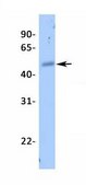 Anti-ZNF238, (N-terminal) antibody produced in rabbit affinity isolated antibody