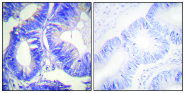 Anti-NCK2 antibody produced in rabbit affinity isolated antibody