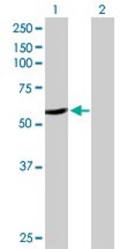 Anti-CYP2A6 antibody produced in rabbit purified immunoglobulin, buffered aqueous solution