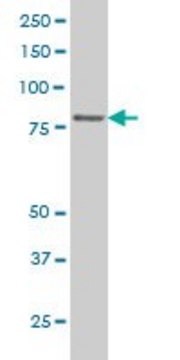 Monoclonal Anti-TTF2 antibody produced in mouse clone 3F7, purified immunoglobulin, buffered aqueous solution