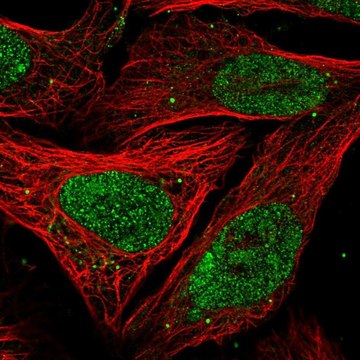 Anti-PELP1 antibody produced in rabbit Prestige Antibodies&#174; Powered by Atlas Antibodies, affinity isolated antibody