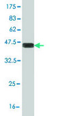 Monoclonal Anti-STK17A antibody produced in mouse clone 4D12, purified immunoglobulin, buffered aqueous solution