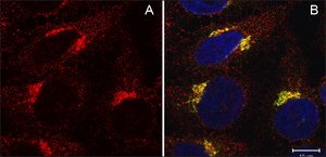 Anti-COG1 (C-TERMINAL) antibody produced in rabbit ~1.0 mg/mL, affinity isolated antibody