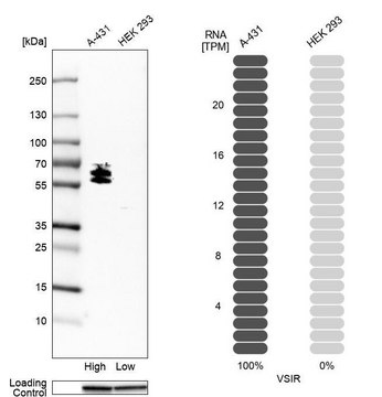 Anti-VSIR antibody produced in rabbit Prestige Antibodies&#174; Powered by Atlas Antibodies, affinity isolated antibody, buffered aqueous glycerol solution