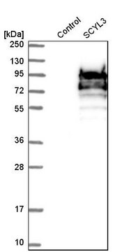 Anti-SCYL3 antibody produced in rabbit Prestige Antibodies&#174; Powered by Atlas Antibodies, affinity isolated antibody, buffered aqueous glycerol solution