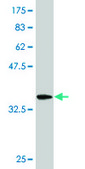 ANTI-PASD1 antibody produced in mouse clone 3C1, purified immunoglobulin, buffered aqueous solution