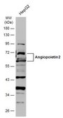 Anti-ANGPT2 antibody produced in rabbit affinity isolated antibody, buffered aqueous solution