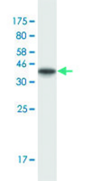 Monoclonal Anti-ATP2A3 antibody produced in mouse clone 1B9, purified immunoglobulin, buffered aqueous solution