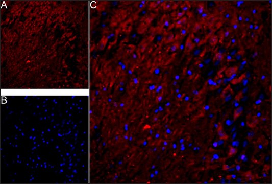 Anti-APP (N-terminal region) antibody produced in rabbit IgG fraction of antiserum