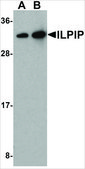 Anti-ILPIP antibody produced in rabbit affinity isolated antibody, buffered aqueous solution