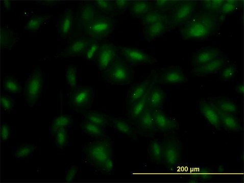 Monoclonal Anti-MAK antibody produced in mouse clone 4E9, purified immunoglobulin, buffered aqueous solution