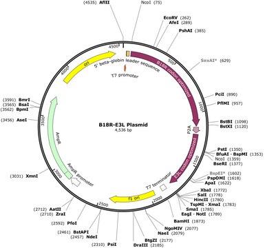 B18R-E3L Plasmid (human codon optimized for B18R and E3L) To strongly suppress more interferon responses than single B18R to enable more expression of a Simplicon&#174; RNA or regular mRNA(s).