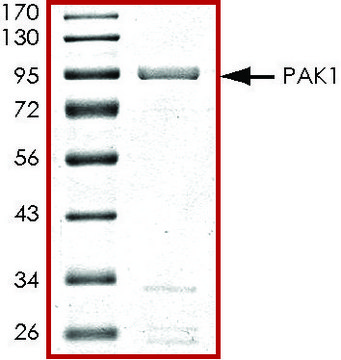 PAK1, active, GST tagged human PRECISIO&#174; Kinase, recombinant, expressed in baculovirus infected Sf9 cells, &#8805;70% (SDS-PAGE), buffered aqueous glycerol solution