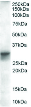 Anti-SLIMMER/FHL1 Isoform B antibody produced in goat affinity isolated antibody, buffered aqueous solution