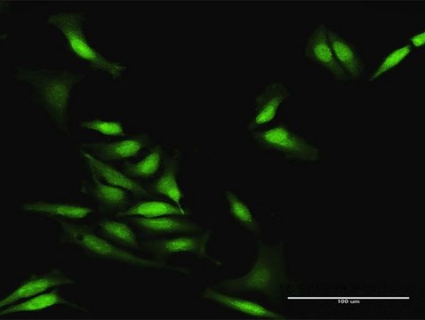 Anti-STAU2 antibody produced in rabbit purified immunoglobulin, buffered aqueous solution