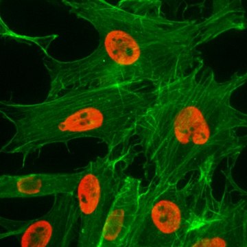 Anti-Acetyl-Histone H3 (Lys27) antibody, Rabbit monoclonal recombinant, expressed in HEK 293 cells, clone RM172, purified immunoglobulin