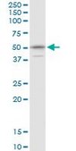 Anti-KPNA1 antibody produced in mouse purified immunoglobulin, buffered aqueous solution