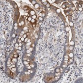 Anti-FAM83G antibody produced in rabbit Prestige Antibodies® Powered by Atlas Antibodies, affinity isolated antibody, buffered aqueous glycerol solution, Ab1