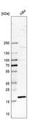 Anti-RPL27A antibody produced in rabbit Prestige Antibodies® Powered by Atlas Antibodies, affinity isolated antibody, buffered aqueous glycerol solution
