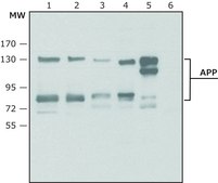 Anti-APP (N-terminal region) antibody produced in rabbit IgG fraction of antiserum