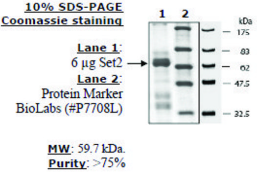 Set2 human recombinant, expressed in E. coli, &#8805;75% (SDS-PAGE)