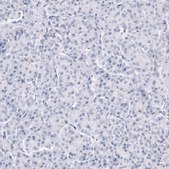 Monoclonal Anti-TRPM4 antibody produced in mouse Prestige Antibodies® Powered by Atlas Antibodies, clone CL11214, purified antibody (Protein A)