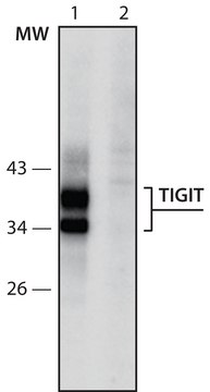 Anti-TIGIT (181-194) antibody produced in rabbit IgG fraction of antiserum