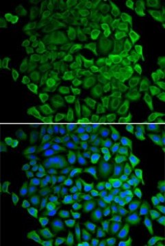 Anti-Cytochrome C antibody produced in rabbit