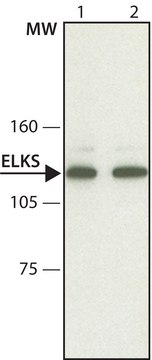 Anti-ELKS antibody, Mouse monoclonal clone ELKS-30, purified from hybridoma cell culture