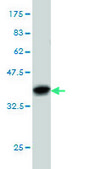 Monoclonal Anti-FOXA2 antibody produced in mouse clone 1C7, purified immunoglobulin, buffered aqueous solution