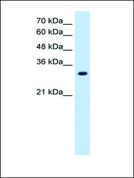 Anti-SLC7A8 antibody produced in rabbit IgG fraction of antiserum