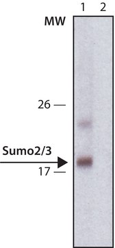 Anti-Sumo-2/3 antibody, Rat monoclonal clone 3H12, purified from hybridoma cell culture