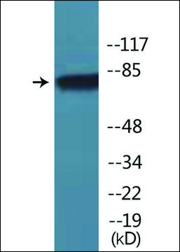 Anti-phospho-eEF2K (pSer366) antibody produced in rabbit affinity isolated antibody