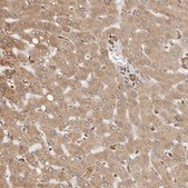 Anti-ARHGEF10L antibody produced in rabbit Prestige Antibodies® Powered by Atlas Antibodies, affinity isolated antibody, buffered aqueous glycerol solution, ab1