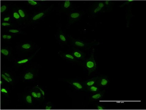 Monoclonal Anti-PARP1, (N-terminal) antibody produced in mouse clone 2C7, purified immunoglobulin, buffered aqueous solution