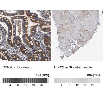 Anti-CDR2L antibody produced in rabbit Prestige Antibodies&#174; Powered by Atlas Antibodies, affinity isolated antibody, buffered aqueous glycerol solution