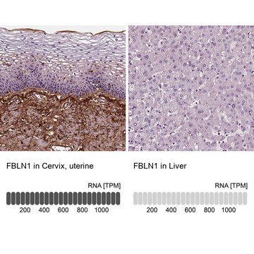 Monoclonal Anti-FBLN1 antibody produced in mouse Prestige Antibodies&#174; Powered by Atlas Antibodies, clone CL0337, purified immunoglobulin, buffered aqueous glycerol solution