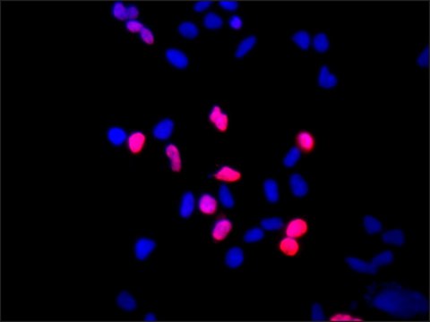 Anti-HOXC9 (C-terminal) antibody produced in rabbit ~1.0&#160;mg/mL, affinity isolated antibody, buffered aqueous solution