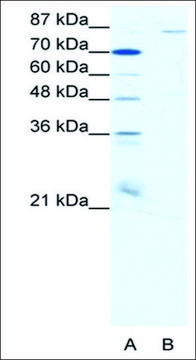 Anti-MEFV antibody produced in rabbit IgG fraction of antiserum