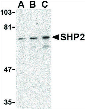 Anti-SHP2 (ab1) antibody produced in rabbit affinity isolated antibody, buffered aqueous solution