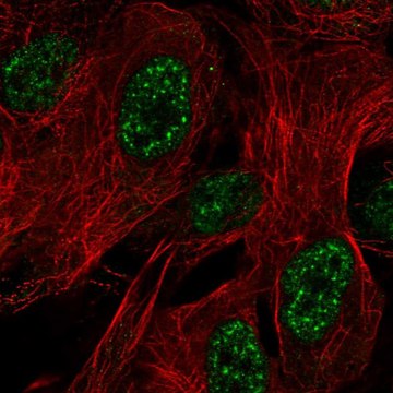 Anti-ZNF441 antibody produced in rabbit Prestige Antibodies&#174; Powered by Atlas Antibodies, affinity isolated antibody