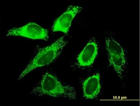 Anti-SLC25A3 antibody produced in mouse IgG fraction of antiserum, buffered aqueous solution