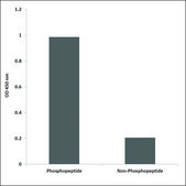 Anti-phospho-CREB (pSer133) antibody produced in rabbit affinity isolated antibody