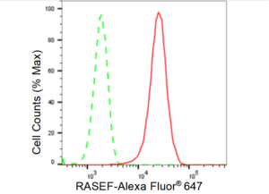 Anti RASEF Antibody, clone 23GB2745, Rabbit Monoclonal clone 23GB2745, recombinant rabbit monoclonal, expressed in HEK293 cells