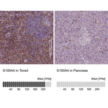 Monoclonal Anti-S100A4 antibody produced in mouse Prestige Antibodies® Powered by Atlas Antibodies, clone CL0239, purified immunoglobulin, buffered aqueous glycerol solution