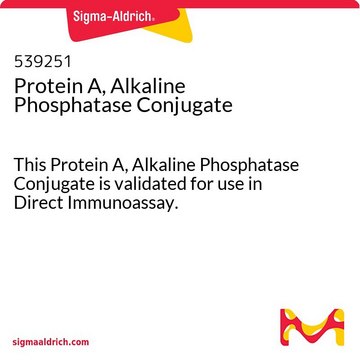 Protein A, Alkaline Phosphatase Conjugate This Protein A, Alkaline Phosphatase Conjugate is validated for use in Direct Immunoassay.