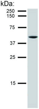 Monoclonal Anti-Cytokeratin 8 antibody produced in mouse clone C-51