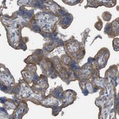 Anti-PREX2 antibody produced in rabbit Prestige Antibodies® Powered by Atlas Antibodies, affinity isolated antibody, buffered aqueous glycerol solution