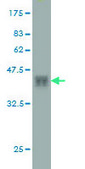 Monoclonal Anti-HFE antibody produced in mouse clone 1G12, purified immunoglobulin, buffered aqueous solution
